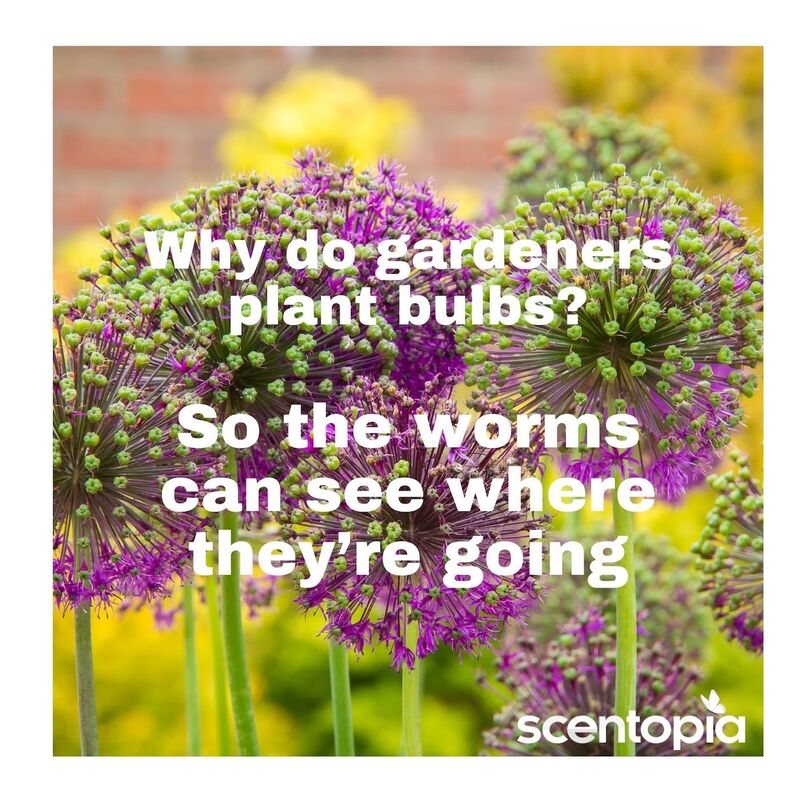 why do gardeners plant bulbs-to se where worms are going