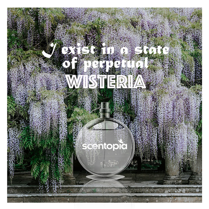 I exist in a state of perpetual Wisteria