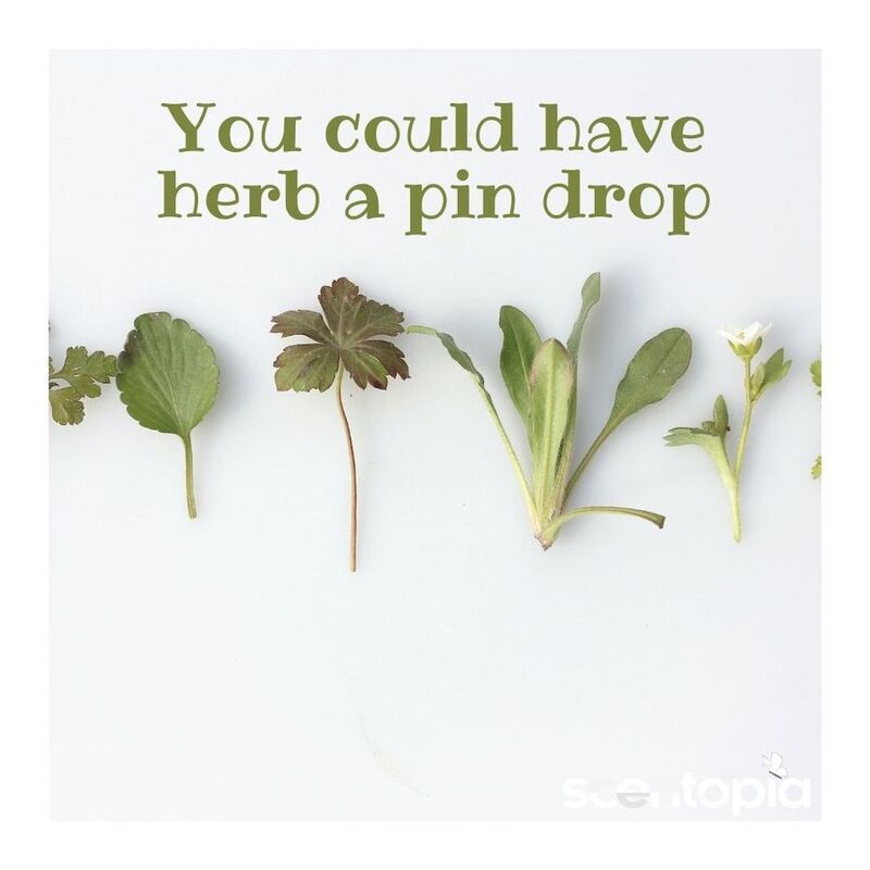 you could have herb a pin drop