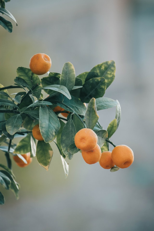  scent of apricots is also used in a variety of other scented products