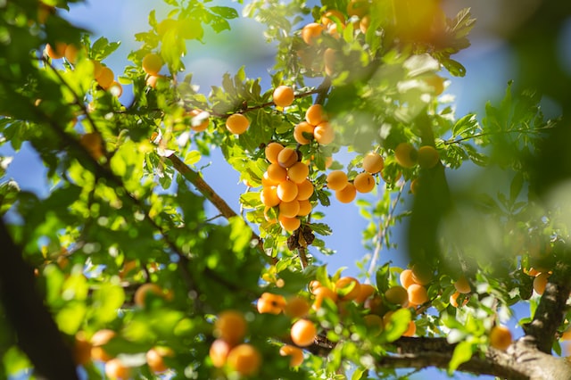 scented Apricots are native to China