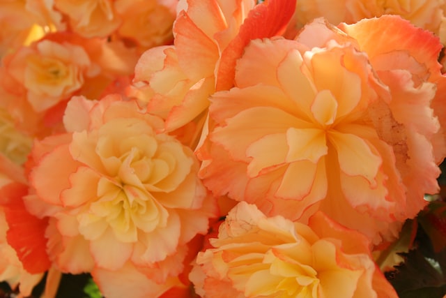 scented Begonias are native to tropical regions