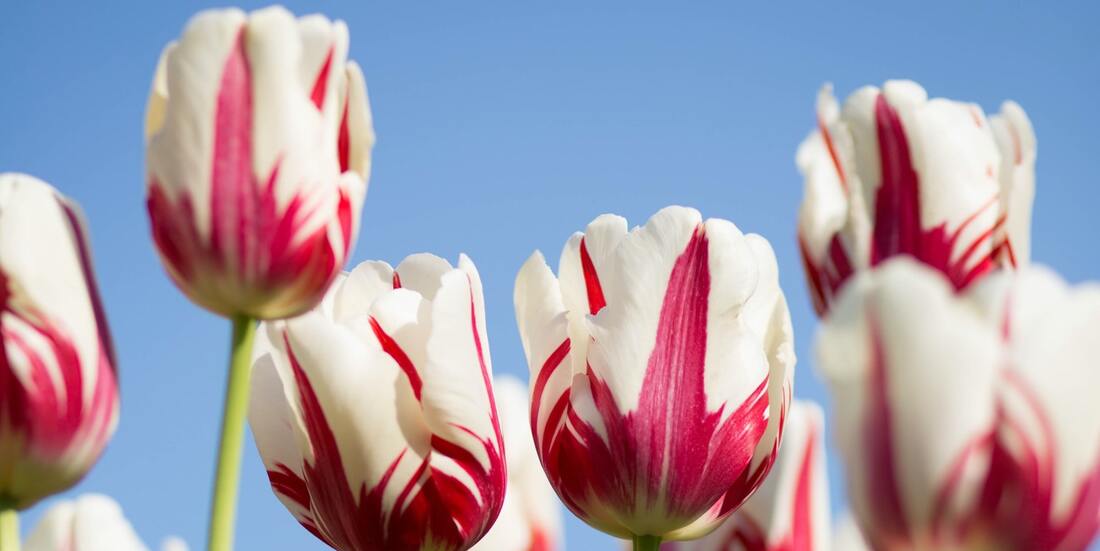 white and red tulip at sentosa perfumery