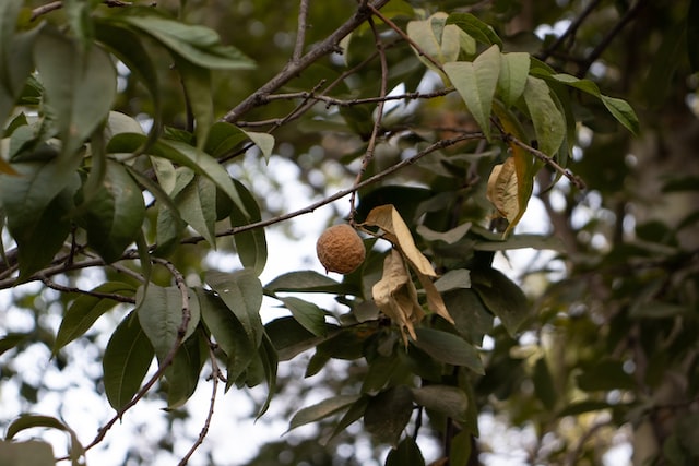 tree with bitter orange fruit has good fragrance