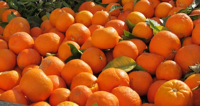 bitter orange skin peel is used for essential oil extraction