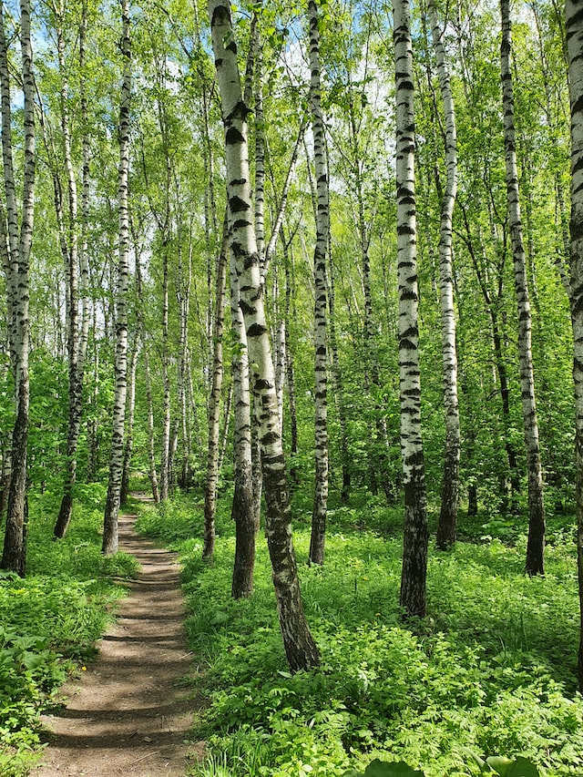 green woods of birch for amazing aroma