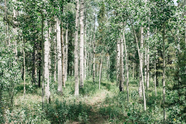 birch forest with green leaves with earthy fragrance