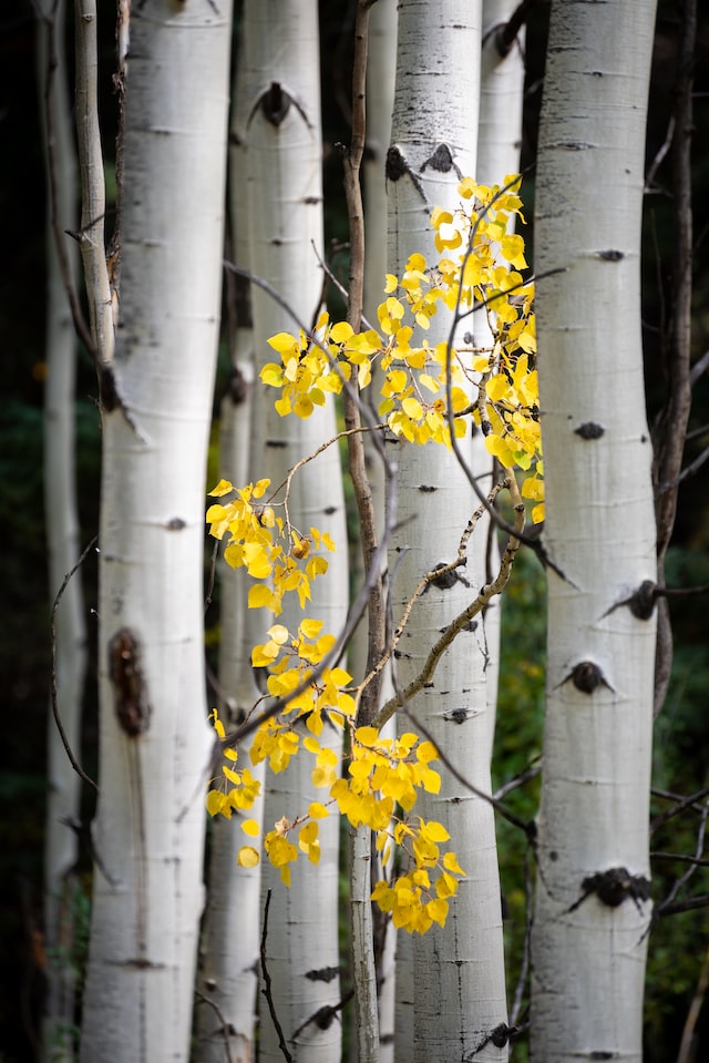 yellow flowers of birch tree for woody fragrances