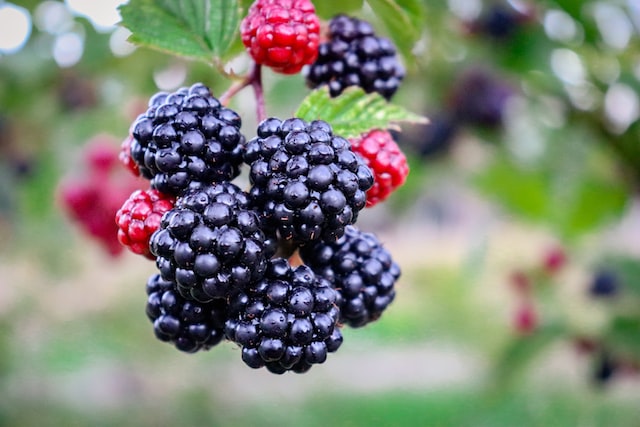 Blackberries have a long history of use,