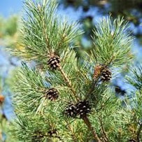 Scotch Pine essential oil is known to have analgesic properties which is effective in helping 