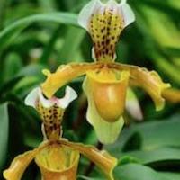  Therapeutic and scented orchid of sentosa Paphiopedilum parishii (Rchb f.) Pfitzer