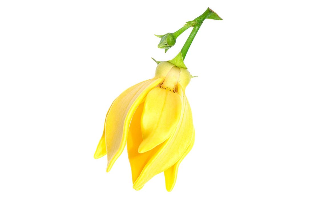 Ylang Ylang Flower - Aromatic Perfume Ingredient