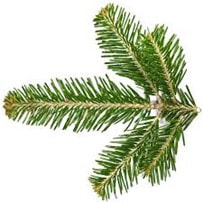 Silver Fir essential oil is very effective to aid in improving respiratory health