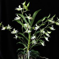 Sobennikoffia Humbertiana perfume ingredient at scentopia your orchids fragrance essential oils