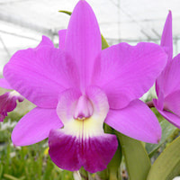 Sophrocattleya love knot- perfume ingredient at scentopia your orchids fragrance essential oils