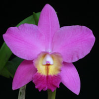 perfume ingredient at scentopia your orchids fragrance essential oils