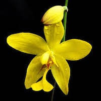orchid therapy Spathoglottis affinis de Vriese Syn. Spathoglottis lobii Rchb.f. perfume ingredient at scentopia your orchids fragrance essential oils