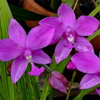 Spathoglottis plicata Blume Therapeutic sentosa orchid with scents 