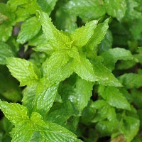 Spearmint oil is great for fresh and aquatic scents