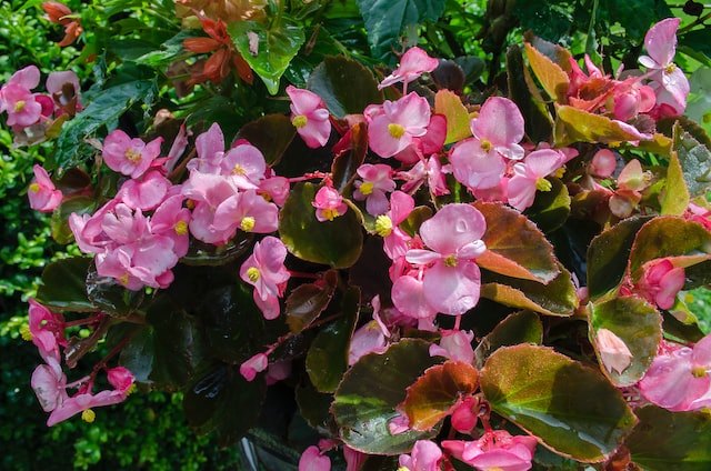 species of begonias have a sweet scent
