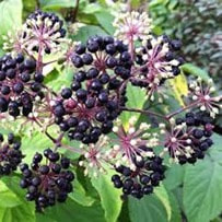 spikenard ingredients have been added in medicines to treat heart diseases, urine-related issues