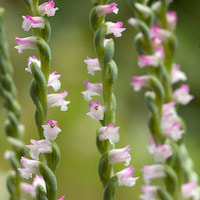  Therapeutic sentosa orchid with scents Spiranthes sinensis (Pers.) Ames Syn. Spiranthes sinensis (Pers.) Ames var.