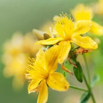  essential oil, St John's-Wort Wild can carry a fresh, sweet, green herbaceous fragrance