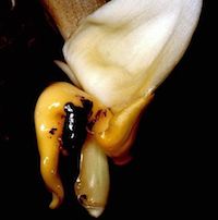 Stanhopea Cirrhata  perfume ingredient at scentopia your orchids fragrance essential oils