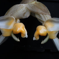 Stanhopea Pulla perfume ingredient at scentopia your orchids fragrance essential oils