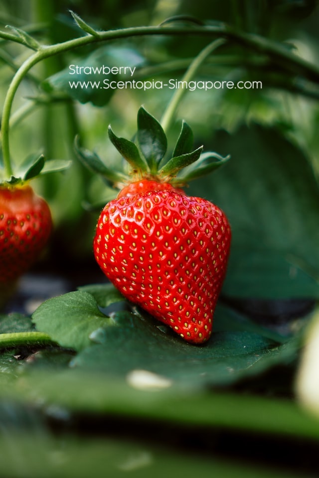 Strawberries are the first fruit to ripen in the spring