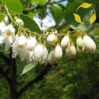 styrax sweet, warm and rich woody aroma