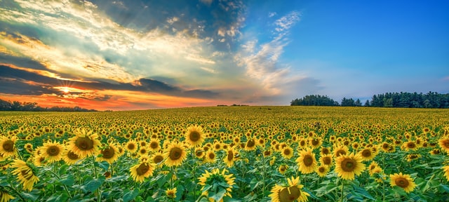 Sunflower Aromatics for Positive Vibes