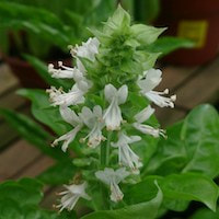 Egyptian basil Oil (or Sweet Basil) is distilled from the botanical perfume ingredients essential oils