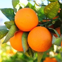 sweet orange has been used as a natural remedy 