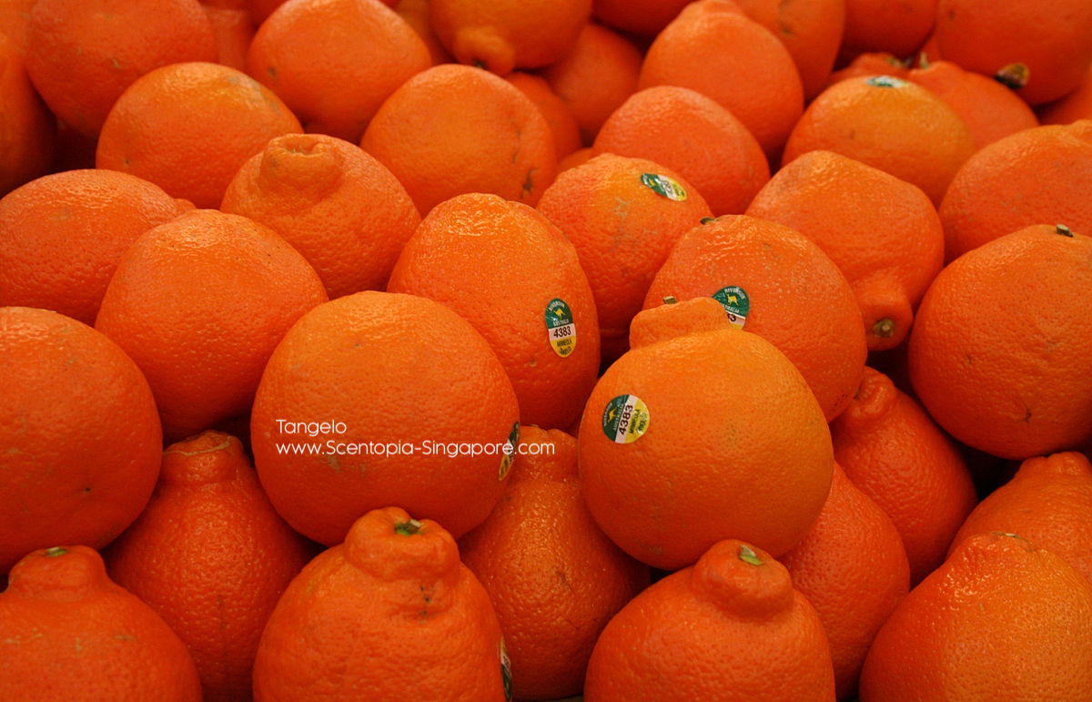 Tangelos are not commonly grown in Singapore, 