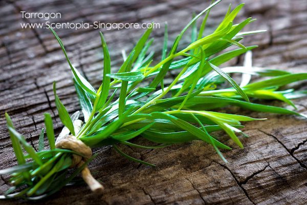 Tarragon is a culinary herb that has been used in cooking for centuries.