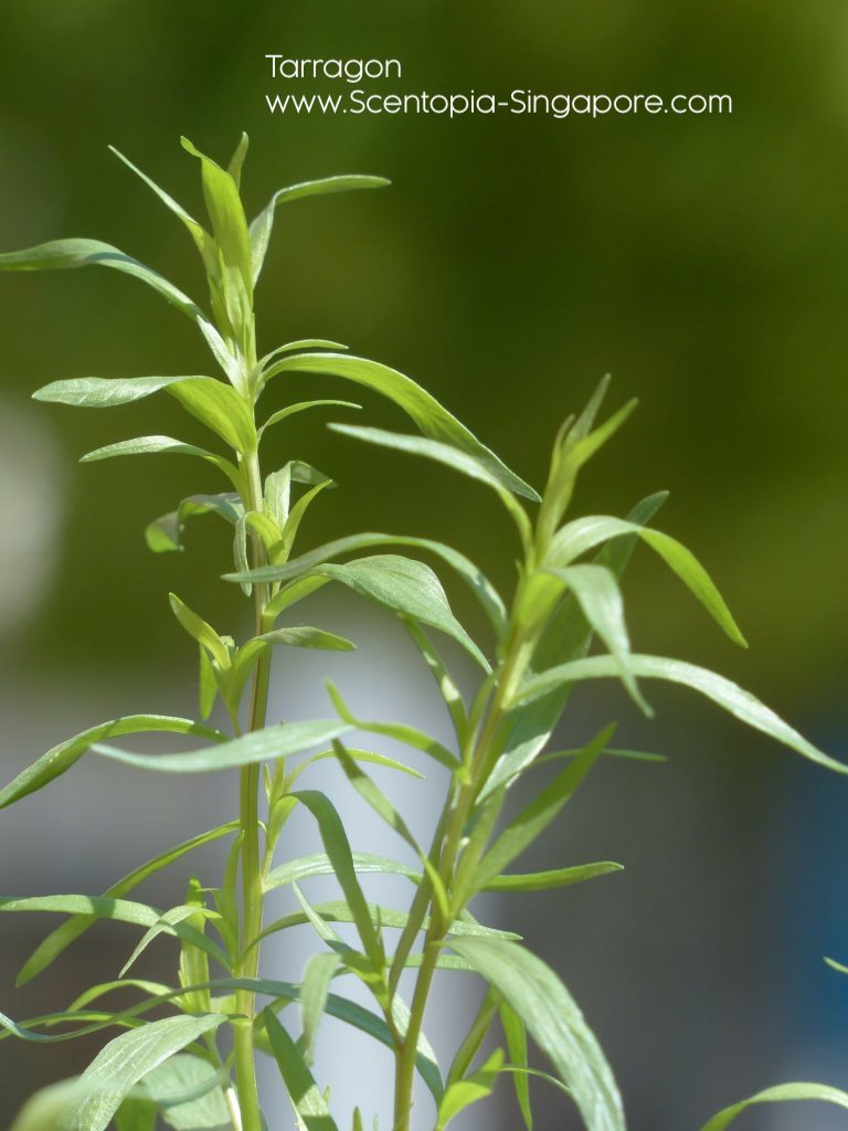Tarragon essential oil contains various chemical compounds