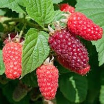 Tayberries are known to be rich in vitamin C and antioxidants.
