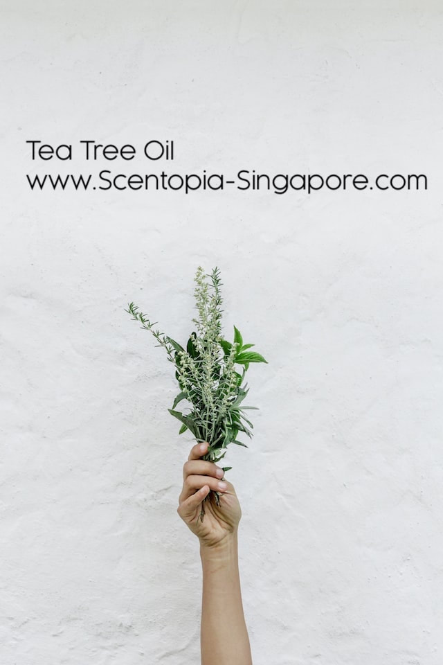 The scent of tea tree oil is often described as fresh, medicinal, and slightly earthy.
