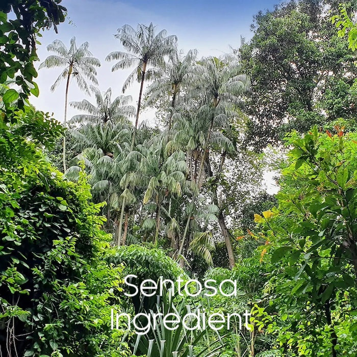 The forest of Sentosa_perfume essential oil ingredients