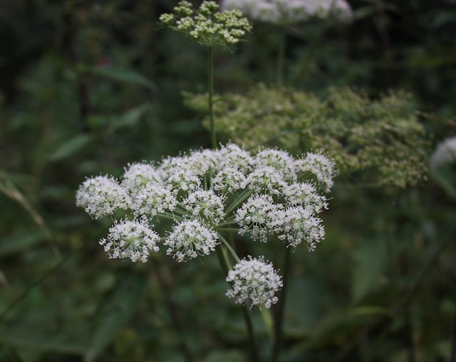 Captivating Aromas of Angelica Floral Perfume