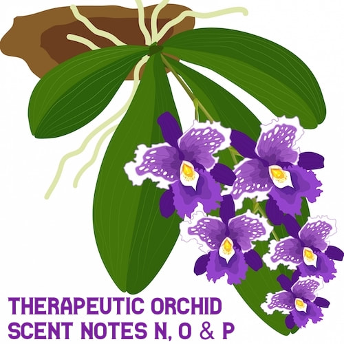 n, o, p - Therapeutic orchids scent notes