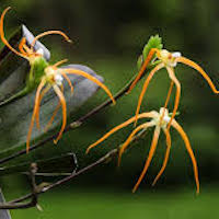 Thrixspermum centipeda Lour. Therapeutic sentosa orchid with scents 