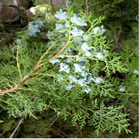 Thuja ingredient can be added and used medically to treat bronchitis, bacteria skin infections and cold sores.