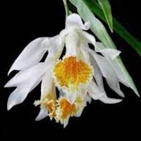 Thunia Marshalliana perfume ingredient at scentopia your orchids fragrance essential oils