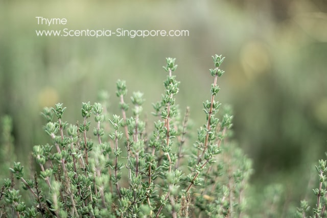 Unisex Fragrance - Fresh Oriental Thyme Scent