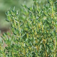medicinal thyme has perfect masculine scent note