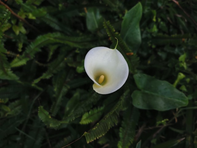 trumpet shaped fragrant white flowers are arum lily