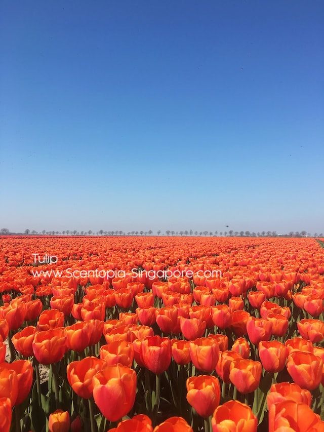 Tulips are believed to have originated in the Central Asian