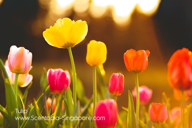 Tulips are widely grown and appreciated in Singapore as ornamental plants. 